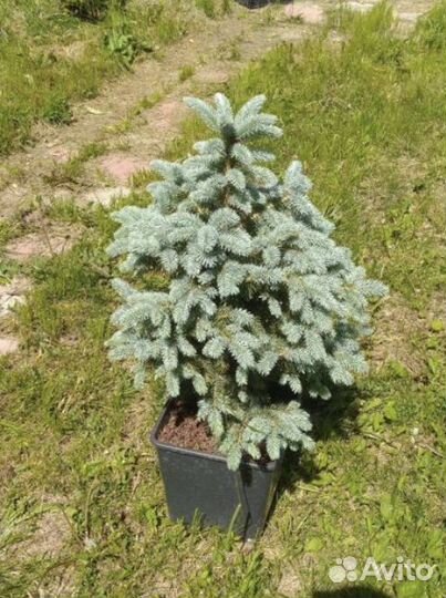Ель голубая 7 лет- 70 см