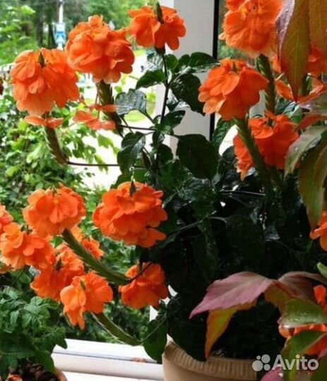 Комнатные цветы