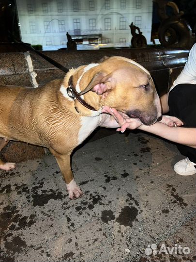 Бультерьер