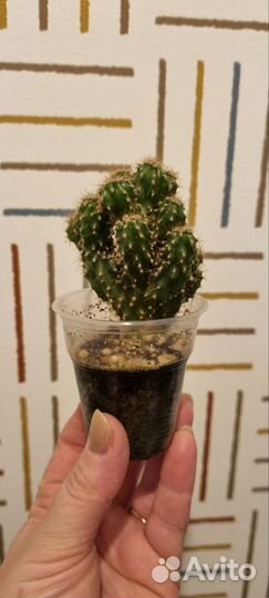 Кактусы и суккуленты