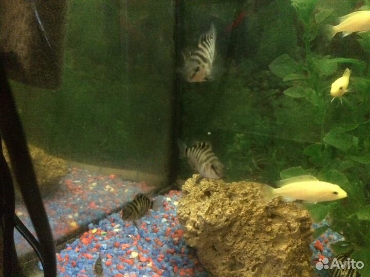 Цихлазома, чернополосая