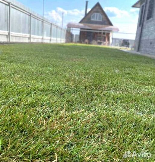 Рулонный газон, посевной газон