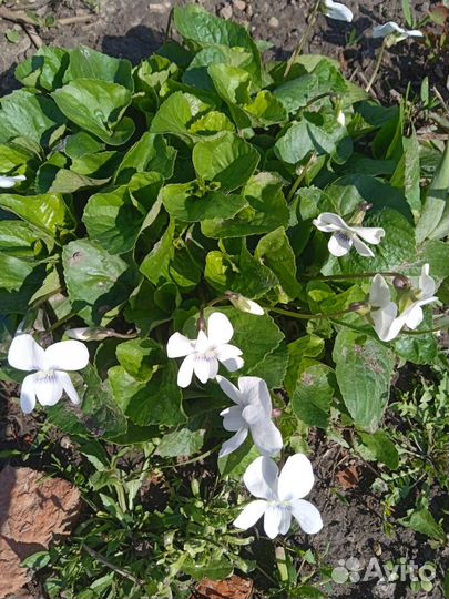 Фиалка садовая