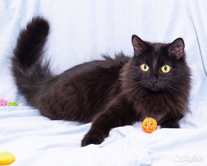 Бокастик котик