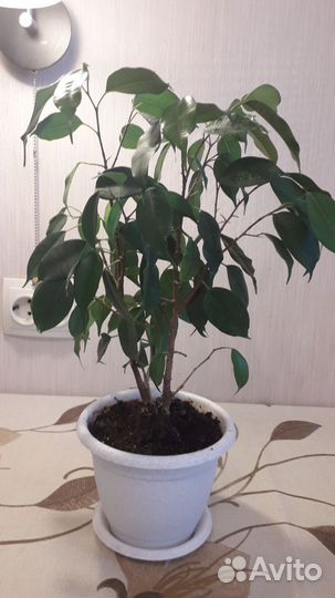 Фикус Бенджамина