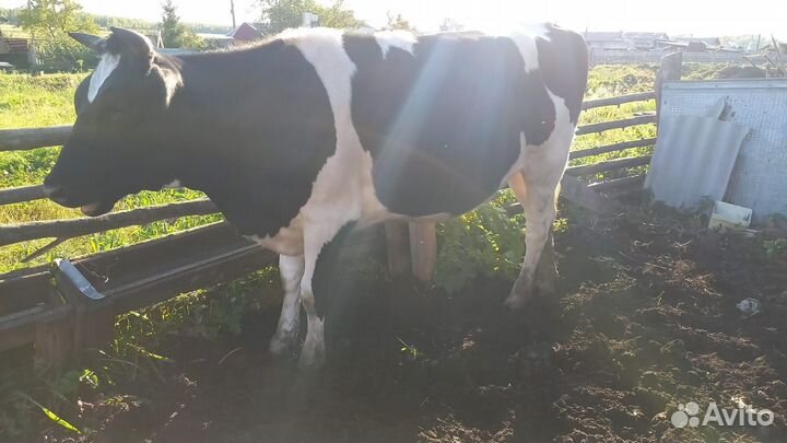 Телки стельные