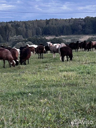 Курдючные бараны овцы