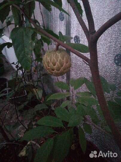 Анона чешуйчатая или сахарное яблоко