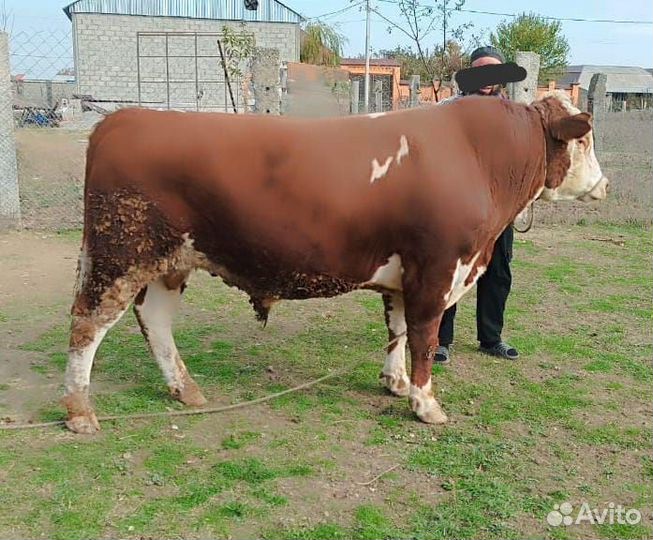 Бык 3 года герефорд