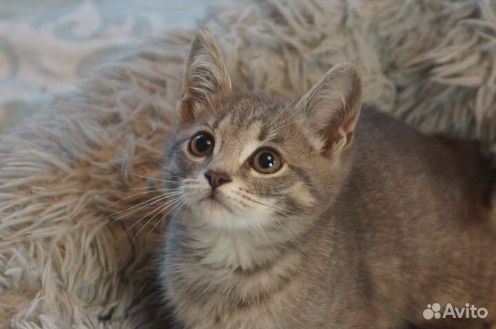Котёнок Сенечка