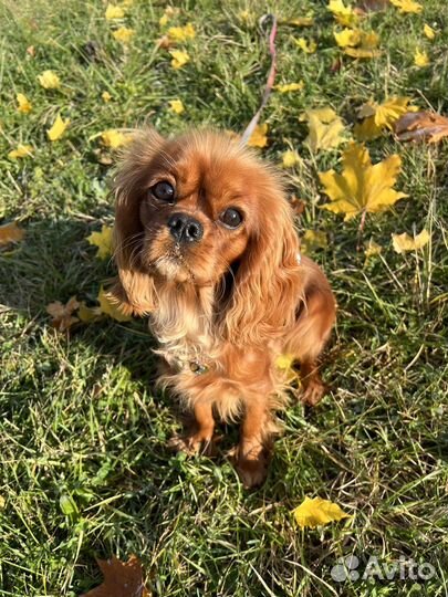 Передержка собак с любовью и вниманием / выгул