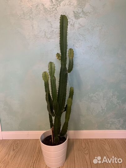 Большой кактус