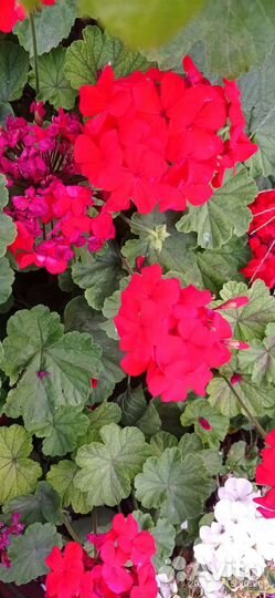 Пеларгония герань