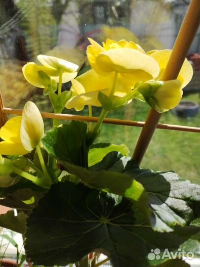 Комнатные растения