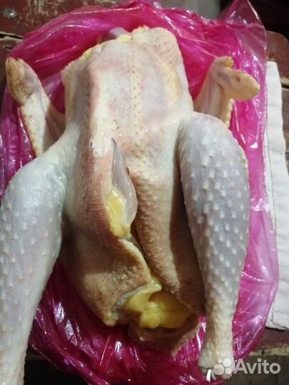Куры бульенки петухи домашние мясо