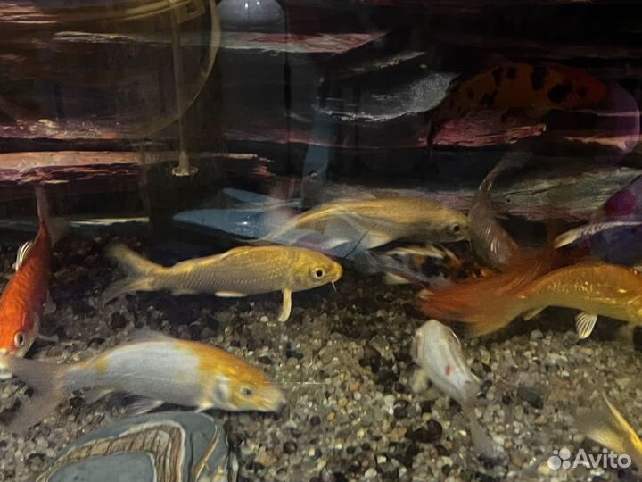 Рыба для пруда-кои