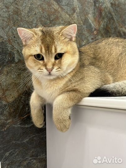 Кот британец золотая шиншила для вязки