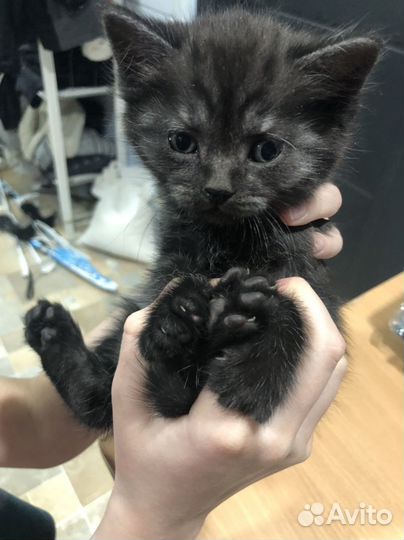 Котята в добрые руки даром