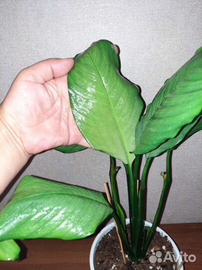 Спатифиллум Спилт милк