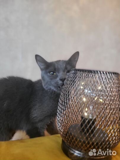 Британская кошечка