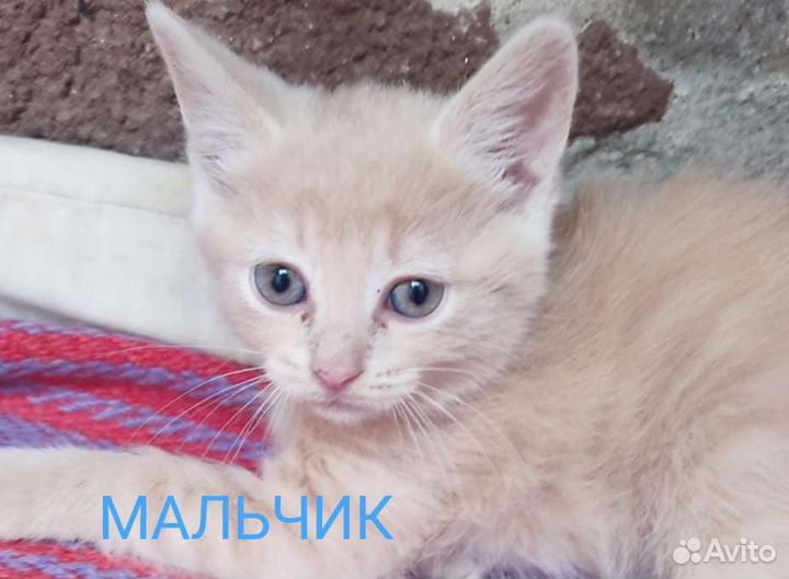 Очаровашки в добрые ручки