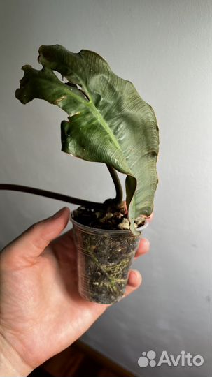 Филодендроны биллитау оранжевые ножки