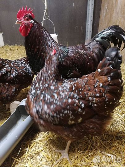 Яйца инкубационные