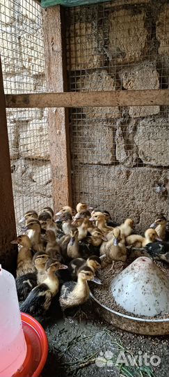 Утята индоутки