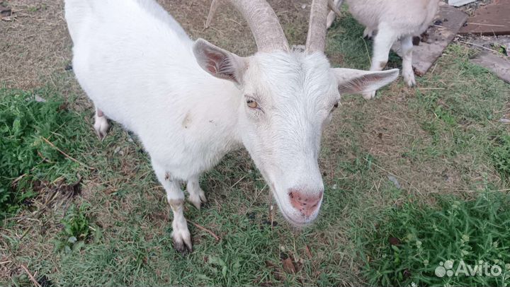 Коза дойная