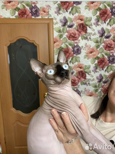 Канадский сфинкс вязка