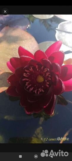 Нимфеи сортовые