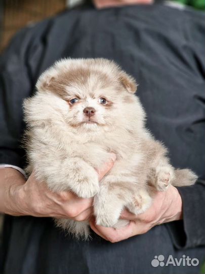 Померанский шпиц медвежьего типа мерле