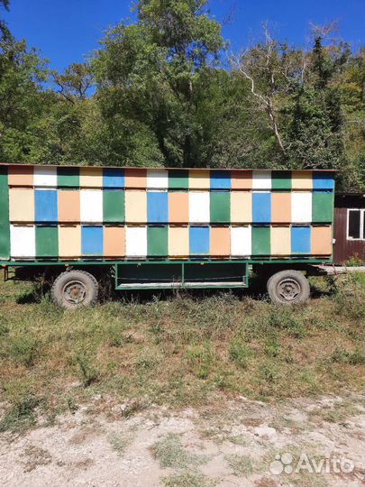 Пчелопавильон с пчелами