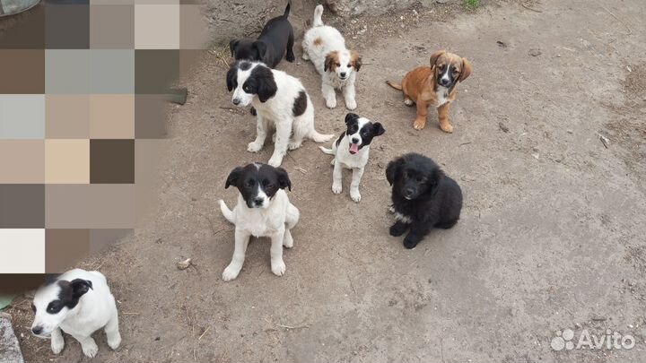 Щенята в добрые руки