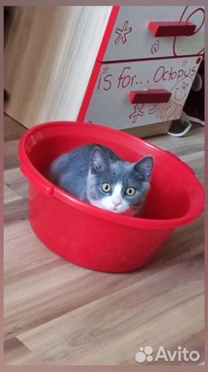 Котики бесплатно в добрые руки