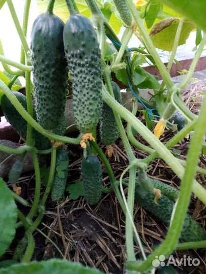 Семена огурцов Директор,Трилоджи