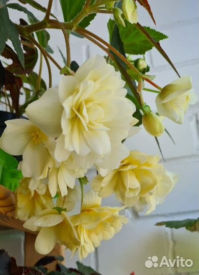 Черенки бегонии