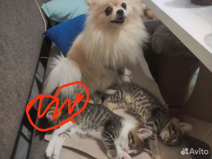 Кошка в дар