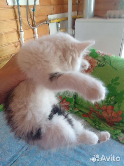 Кошка в дар