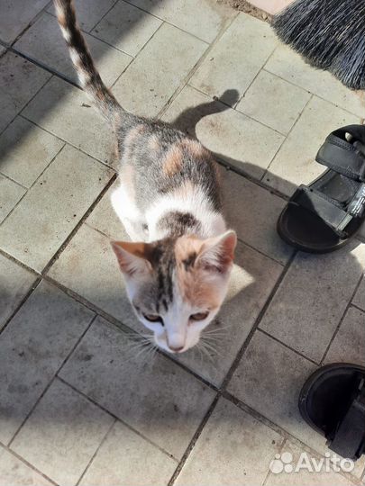 Котята