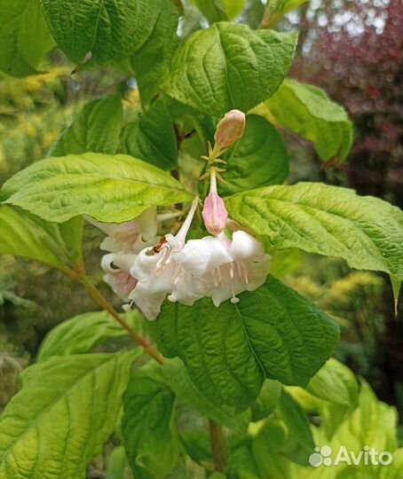 Вейгела Лайм Монстер