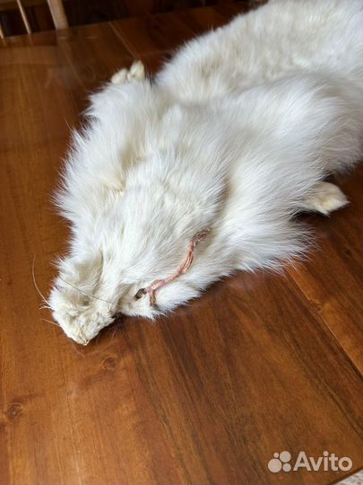 Шкура песца,хорька и лисы