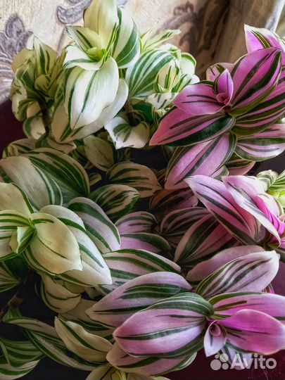 Традесканция белая и розовая