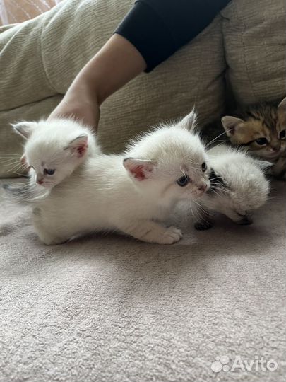 Котята сиамские