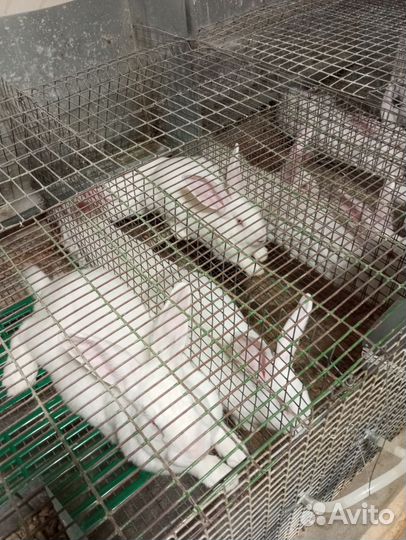 Кролики Хиколь