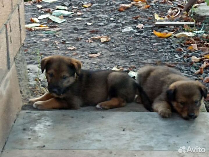 Щенки
