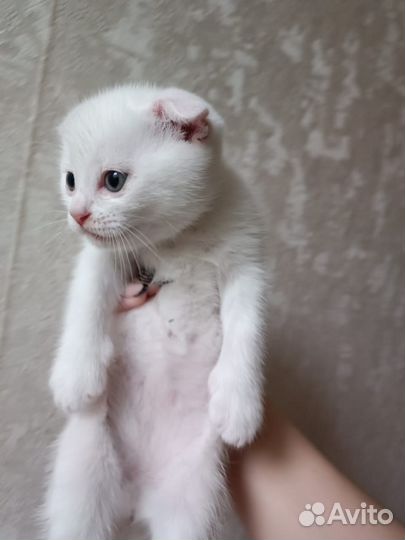 Вислоухие котята
