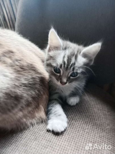 Котята отдам в добрые руки бесплатно