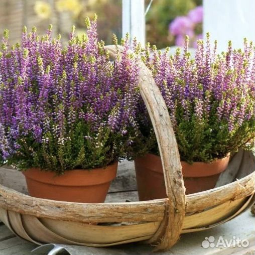 Вереск Каллуна для дома и офиса