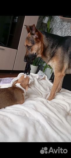 Собака в добрые руки